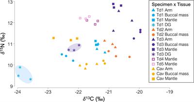 Towards unlocking the trophic roles of rarely encountered squid: Opportunistic samples of Taningia danae and a Chiroteuthis aff. veranii reveal that the Southern Ocean top predators are nutrient links connecting deep-sea and shelf-slope environments